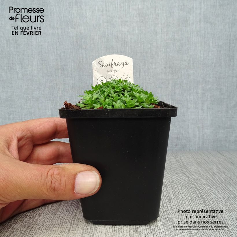 Exemplar von Saxifraga arendsii Peter Pan - Saxifrage mousse Godet de 9cm wie im Herbst geliefert