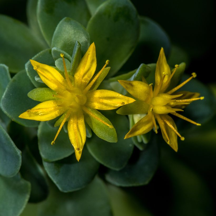 Fetthenne - Sedum palmeri (Blüte)