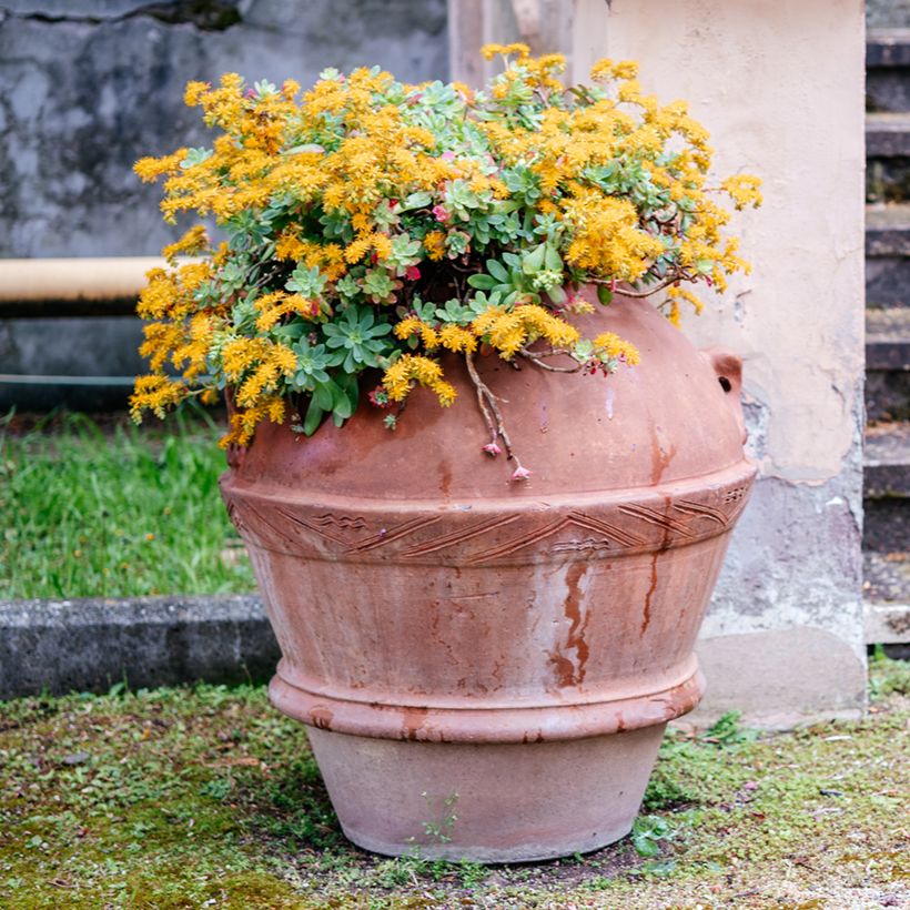 Fetthenne - Sedum palmeri (Hafen)