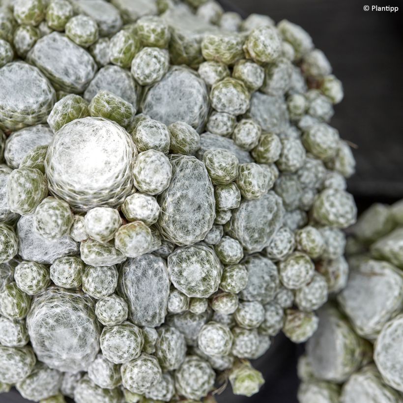 Hauswurz Colorockz Arctic White - Sempervivum arachnoideum (Laub)