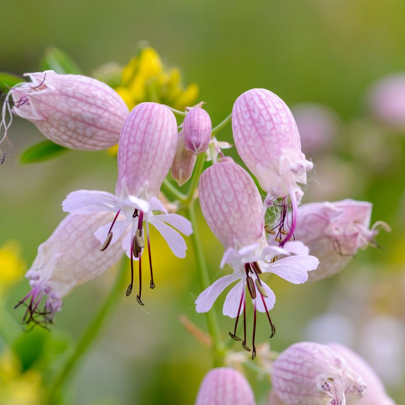 Taubenkropf-Leimkraut - Silene vulgaris (Blüte)