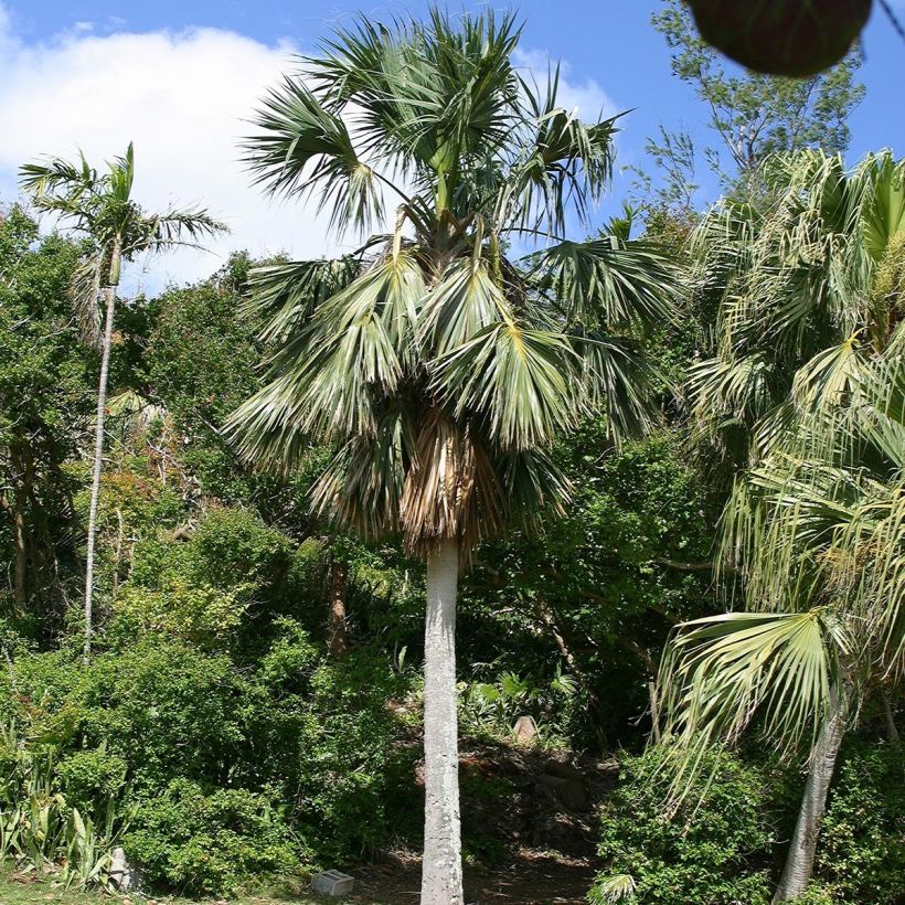 Sabal bermudana - Bermuda-Palmettopalme (Hafen)