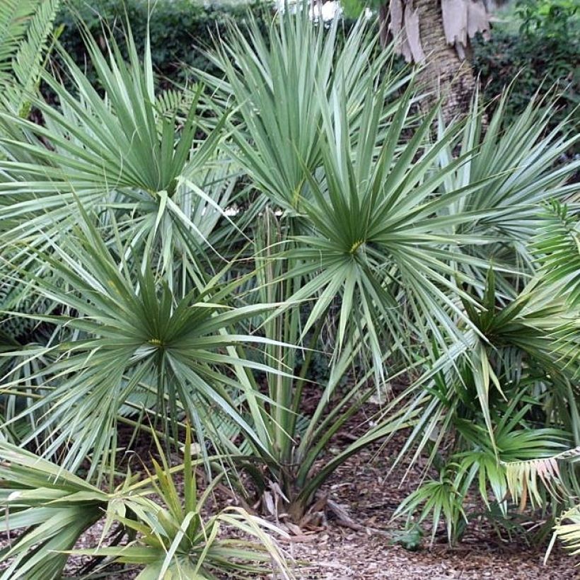 Sabal etonia - Etonia-Palmettopalme (Hafen)