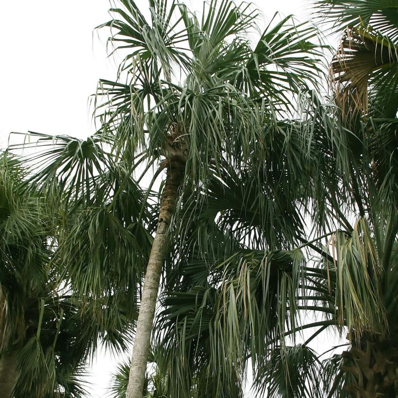 Sabal mauritiiformis - Mauritius-Palmettopalme (Hafen)