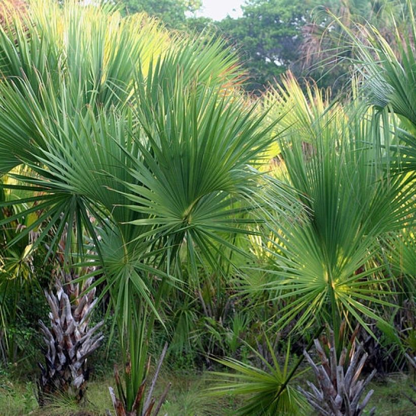 Sabal mexicana - Mexikanische Palmettopalme (Hafen)