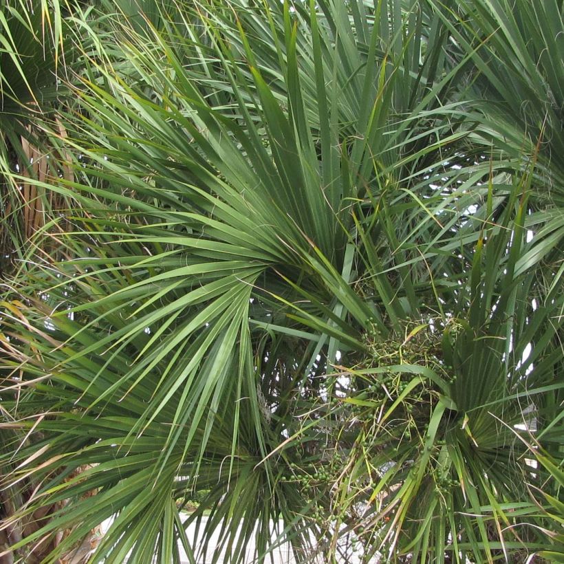 Sabal palmetto - Gewöhnliche Palmettopalme (Laub)