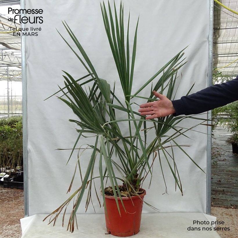 Exemplar von Sabal palmetto - Gewöhnliche Palmettopalme wie im Frühjahr geliefert