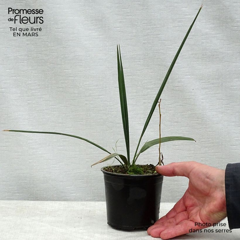 Exemplar von Sabal palmetto - Palmier chou pot de 12 cm wie im Frühjahr geliefert