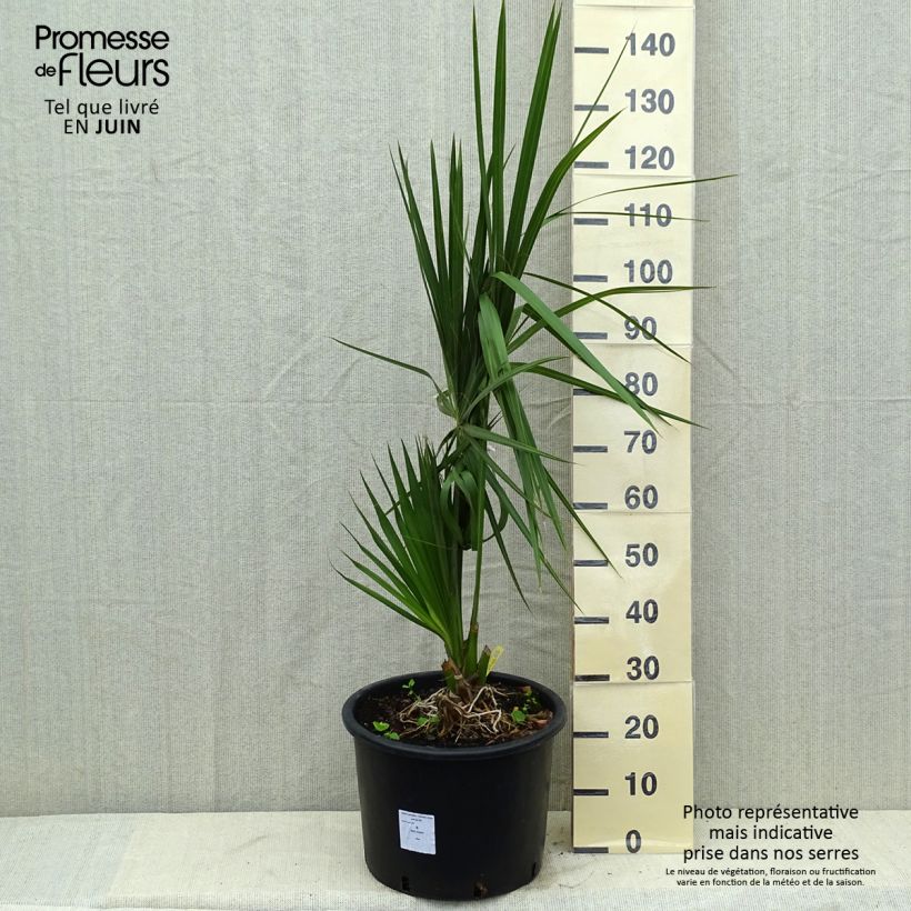 Exemplar von Sabal palmetto - Gewöhnliche Palmettopalme wie im Herbst geliefert