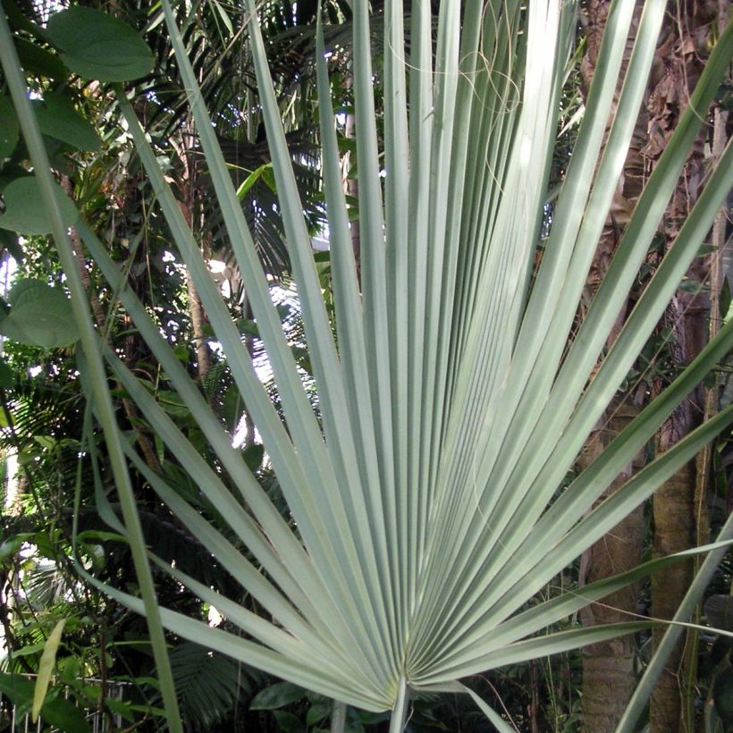 Sabal uresana - Uresana-Palmettopalme (Laub)