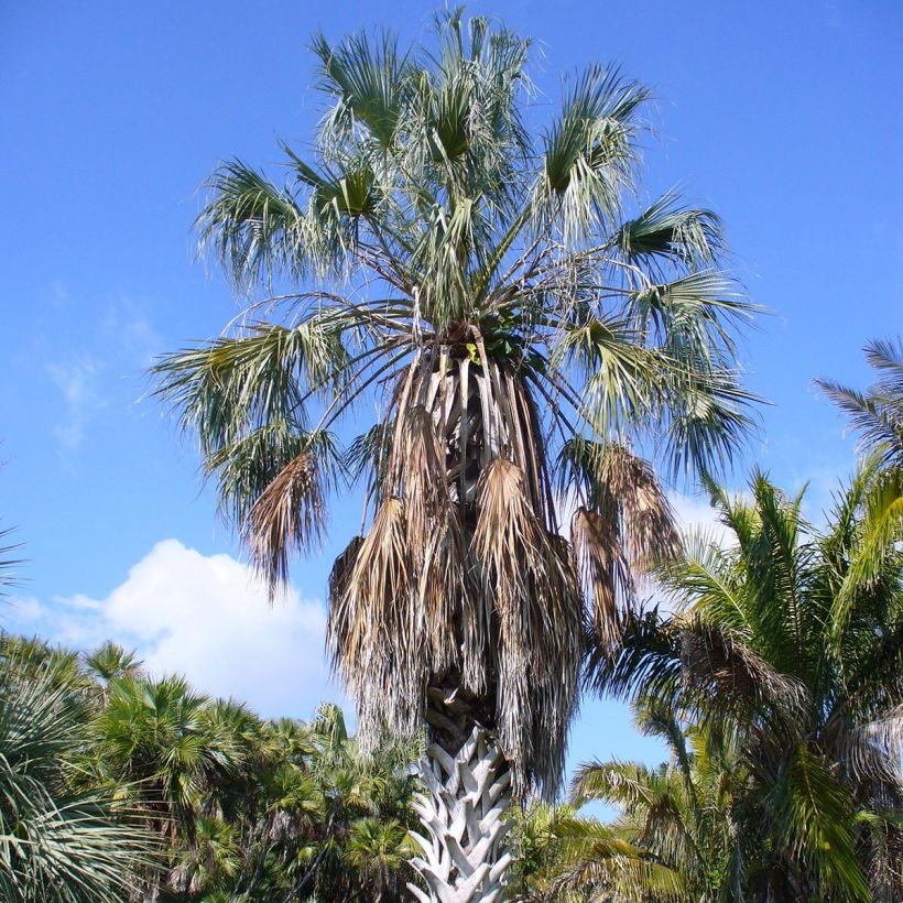 Sabal uresana - Uresana-Palmettopalme (Hafen)