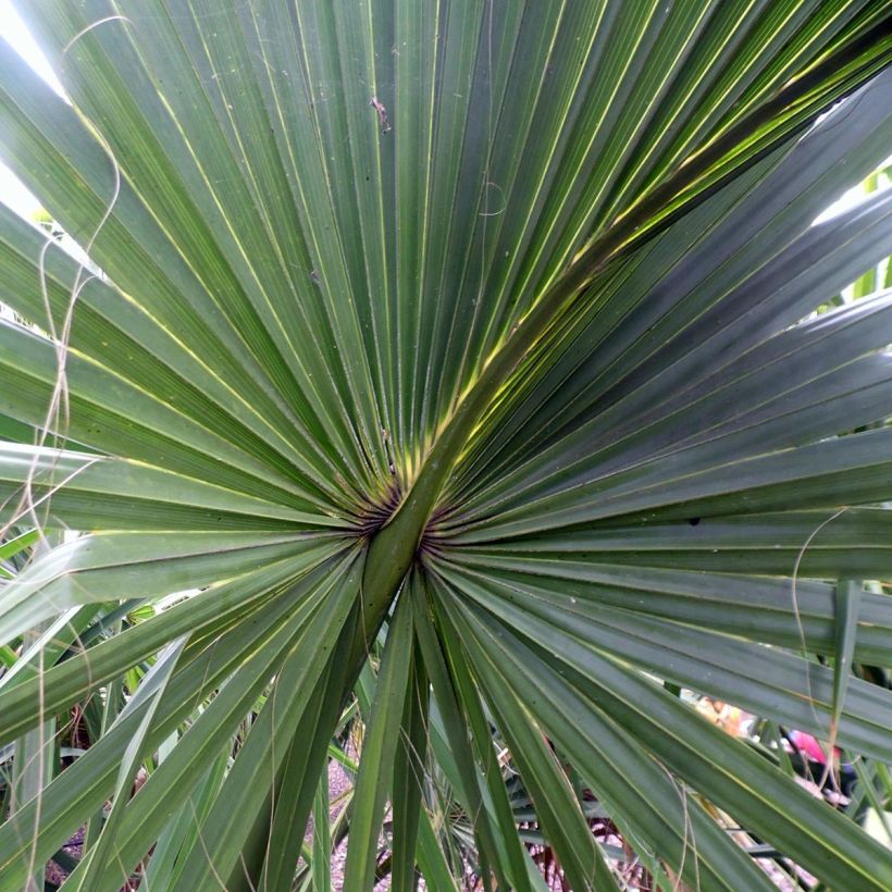 Sabal yapa - Yapa-Palmettopalme (Laub)