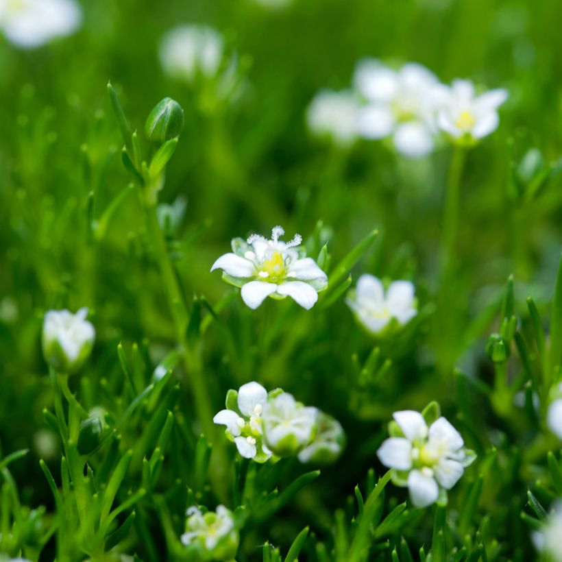 Sagina subulata Green Moss - Pfriemblättriges Mastkraut (Blüte)