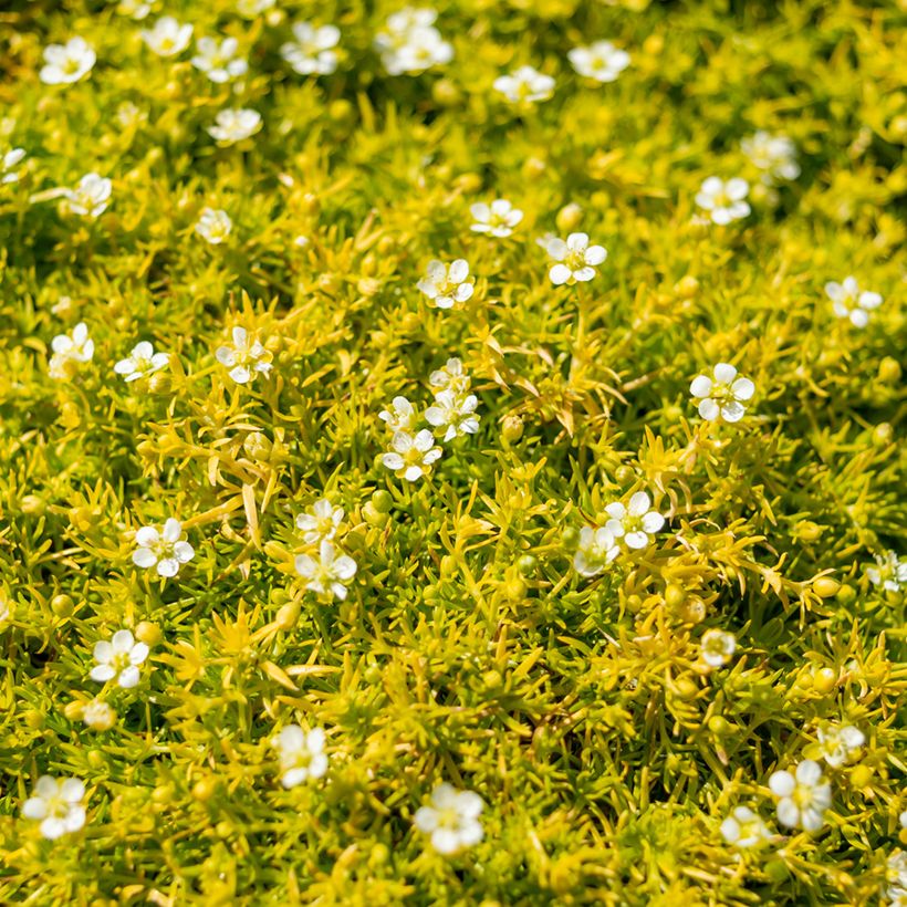 Sagina subulata Lime Moss - Pfriemblättriges Mastkraut (Blüte)