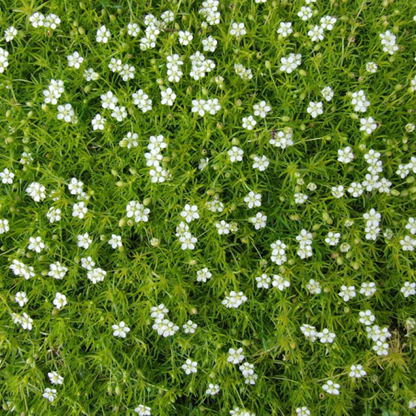 Sagina subulata - Pfriemblättriges Mastkraut (Blüte)