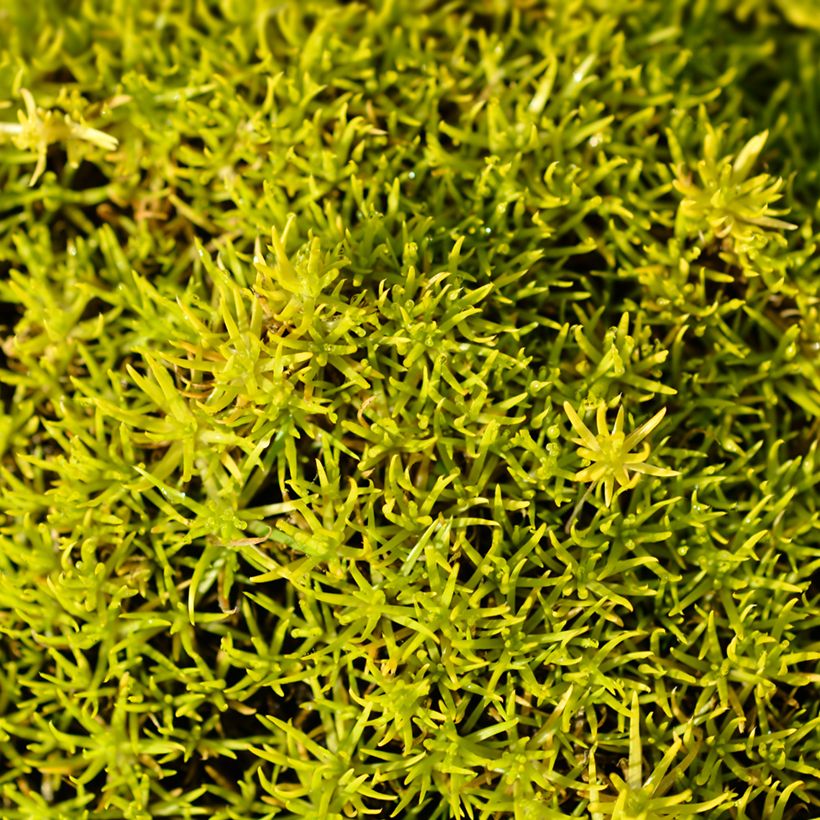 Sagina subulata Aurea - Pfriemblättriges Mastkraut (Laub)