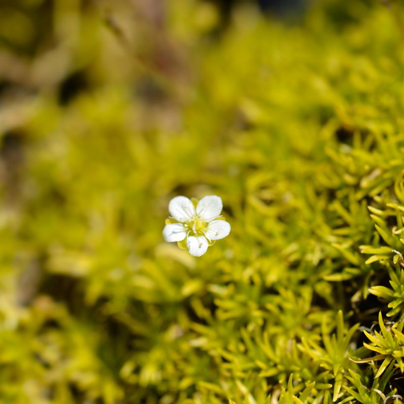 Sagina subulata Aurea - Pfriemblättriges Mastkraut (Blüte)