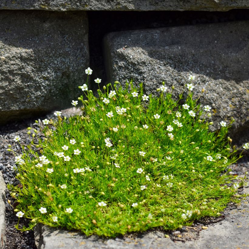 Sagina subulata - Pfriemblättriges Mastkraut (Hafen)