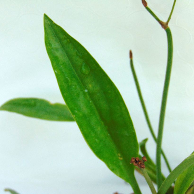 Sagittaria sagittifolia Flore Pleno - Gewöhnliches Pfeilkraut (Laub)