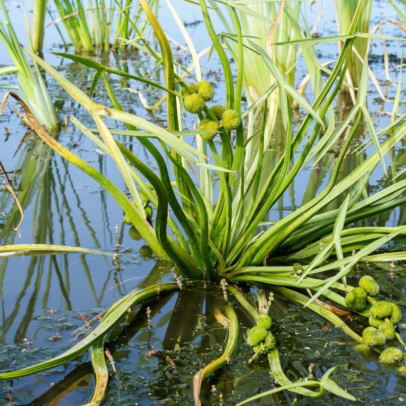 Sagittaria sagittifolia - Gewöhnliches Pfeilkraut (Laub)