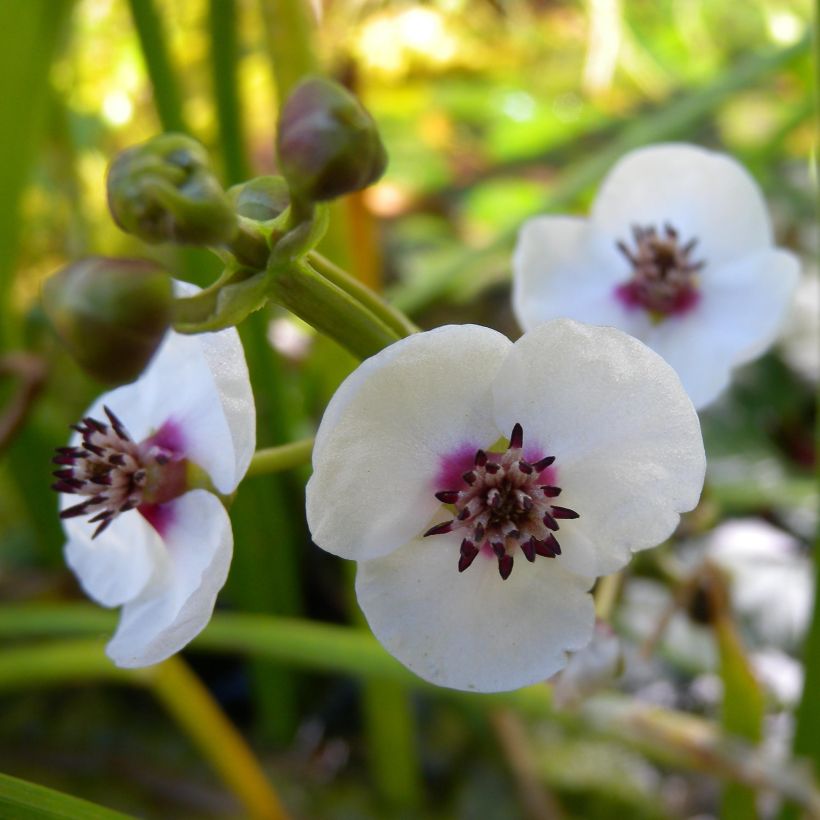 Sagittaria sagittifolia - Gewöhnliches Pfeilkraut (Blüte)