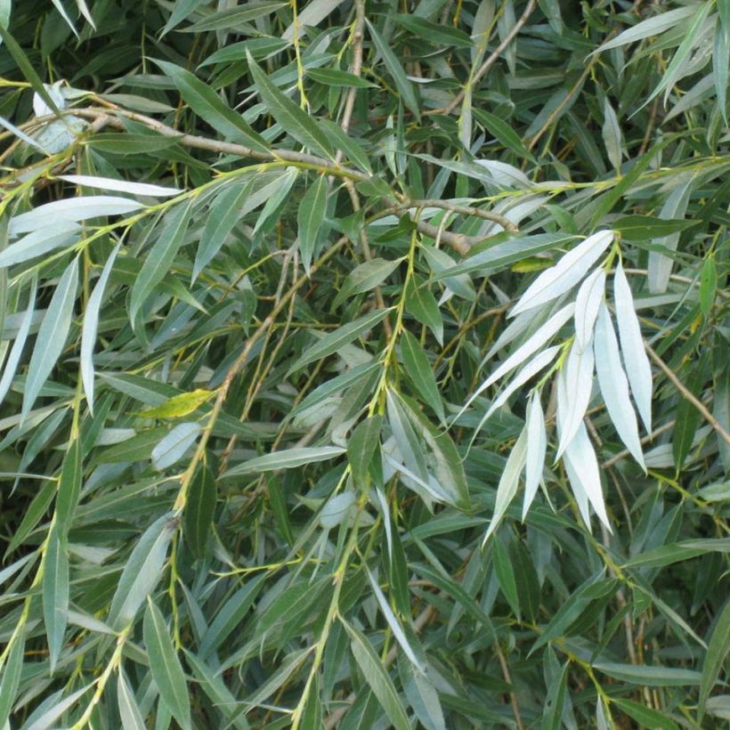 Silber-Weide - Salix alba (Laub)