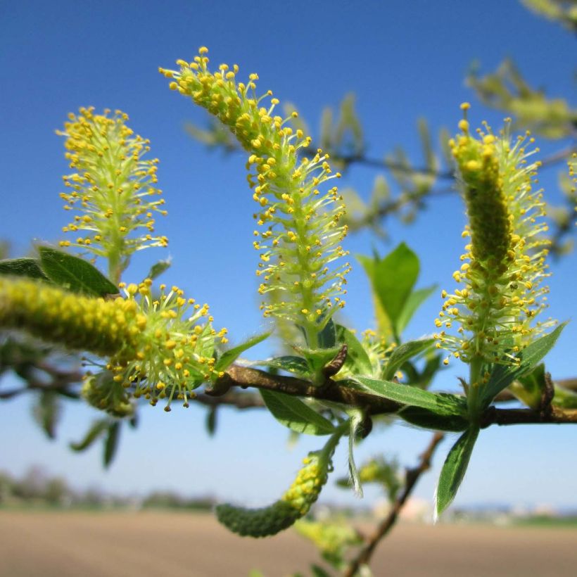 Silber-Weide - Salix alba (Blüte)