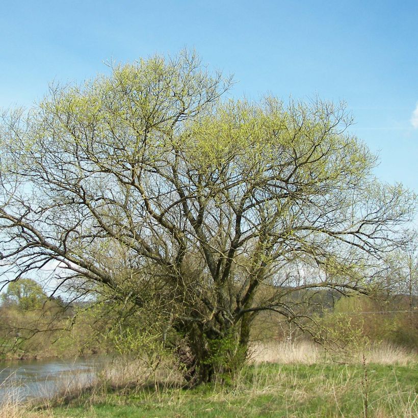 Silber-Weide - Salix alba (Hafen)