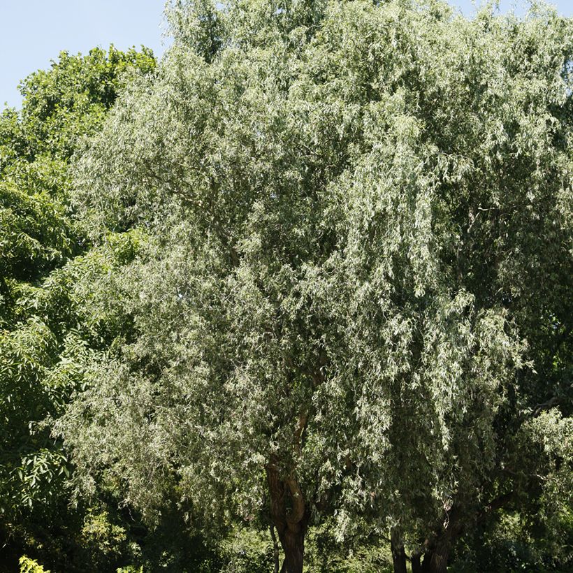 Silber-Weide Dart's Snake - Salix alba (Hafen)