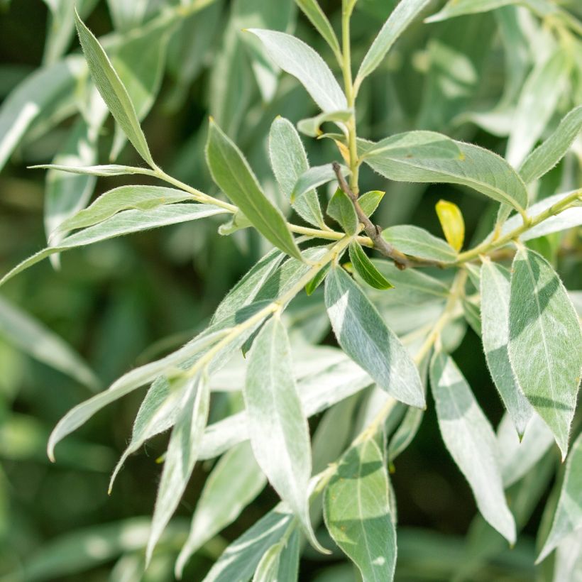 Silber-Weide Liempde - Salix alba (Laub)