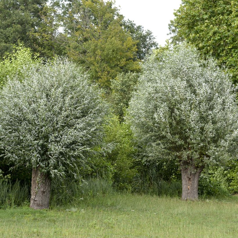 Silber-Weide Liempde - Salix alba (Hafen)