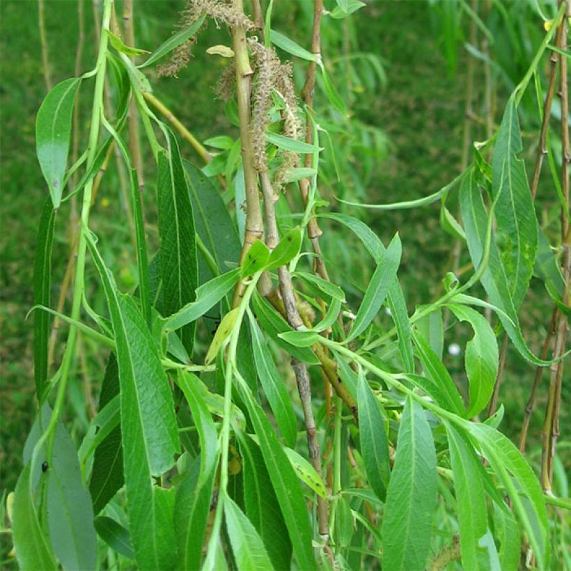 Silber-Weide Tristis - Salix alba (Laub)