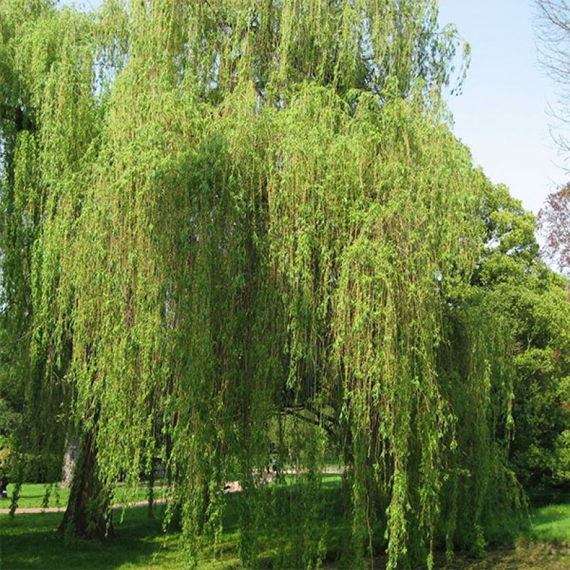 Silber-Weide Tristis - Salix alba (Hafen)