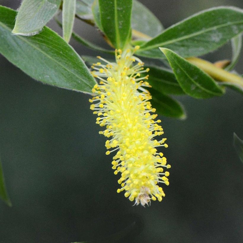 Silber-Weide var. Vitellina - Salix alba (Blüte)