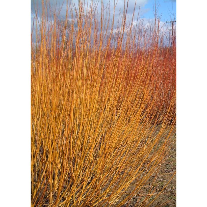 Silber-Weide var. Vitellina - Salix alba (Hafen)