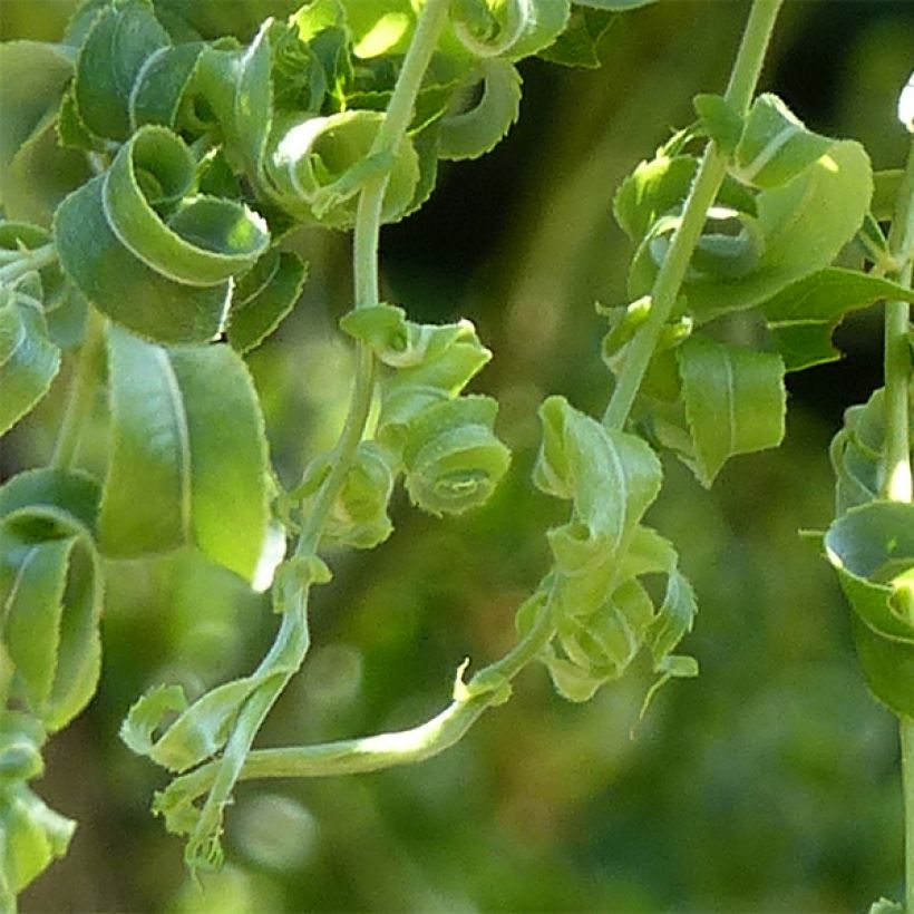 Trauer-Weide Crispa - Salix babylonica (Laub)