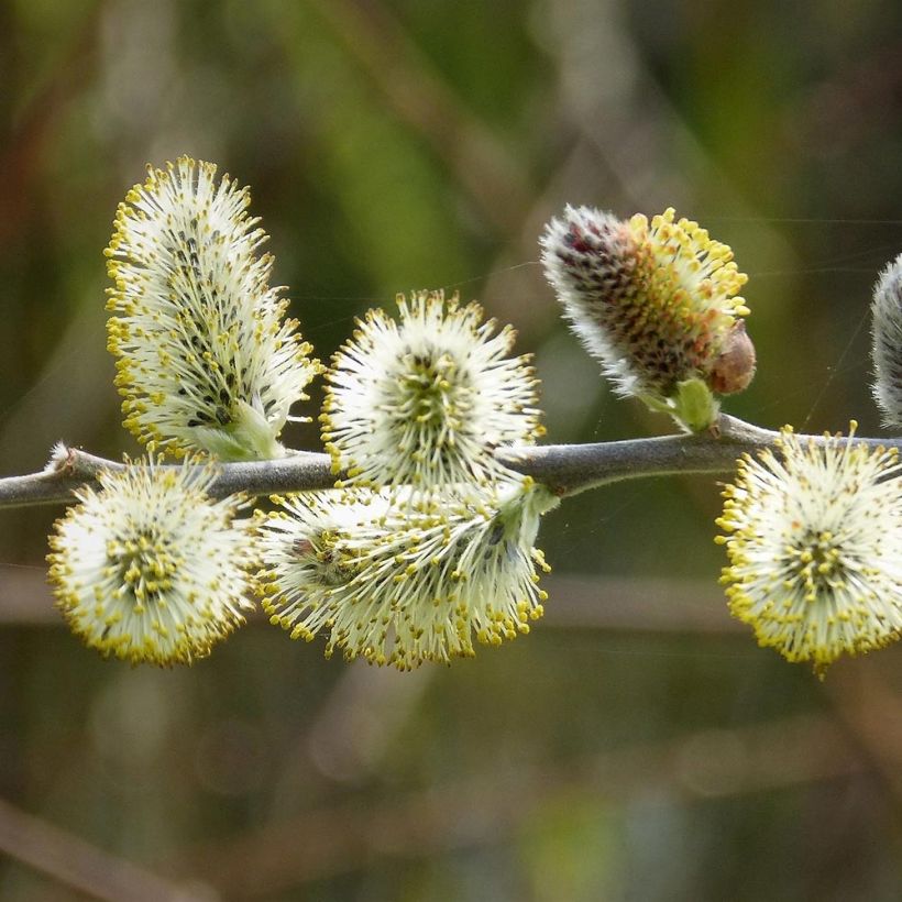 Sal-Weide - Salix caprea (Blüte)