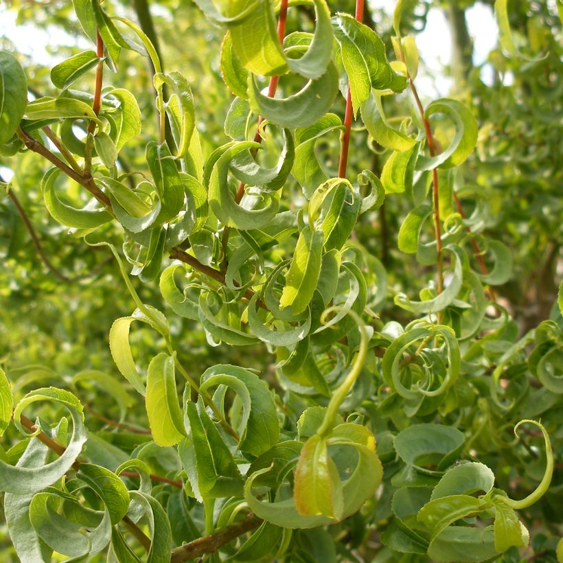 Sal-Weide Curly Locks - Salix caprea (Laub)