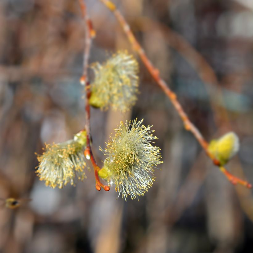 Sal-Weide Curly Locks - Salix caprea (Blüte)