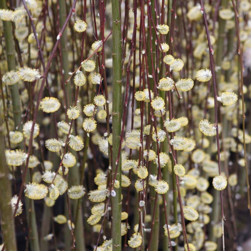 Sal-Weide Kilmarnock - Salix caprea (Blüte)