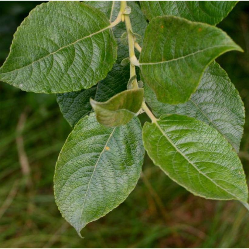 Aschgraue Weide - Salix cinerea (Laub)