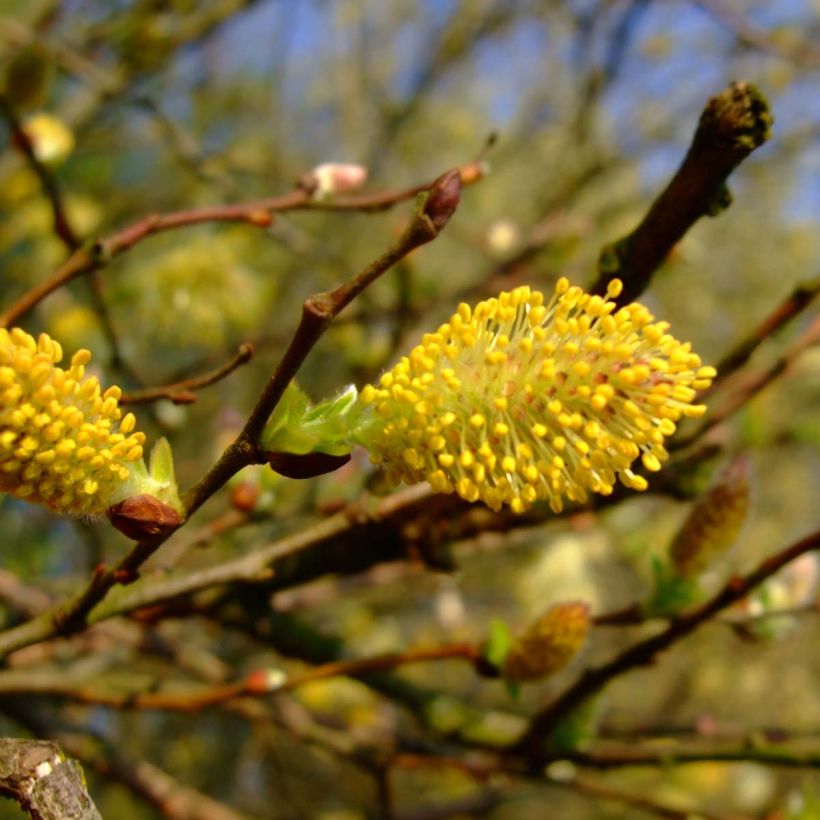 Aschgraue Weide - Salix cinerea (Blüte)