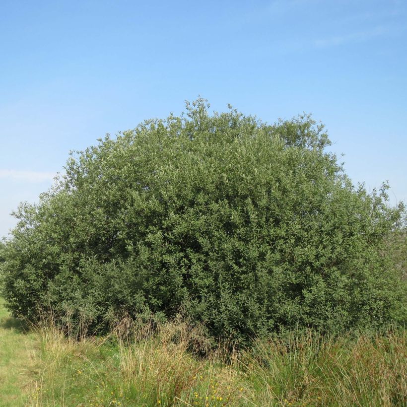 Aschgraue Weide - Salix cinerea (Hafen)