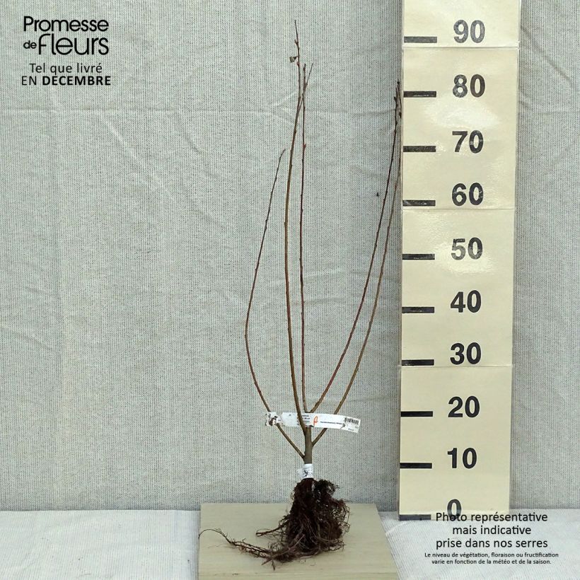 Exemplar von Aschgraue Weide - Salix cinerea wie im Winter geliefert