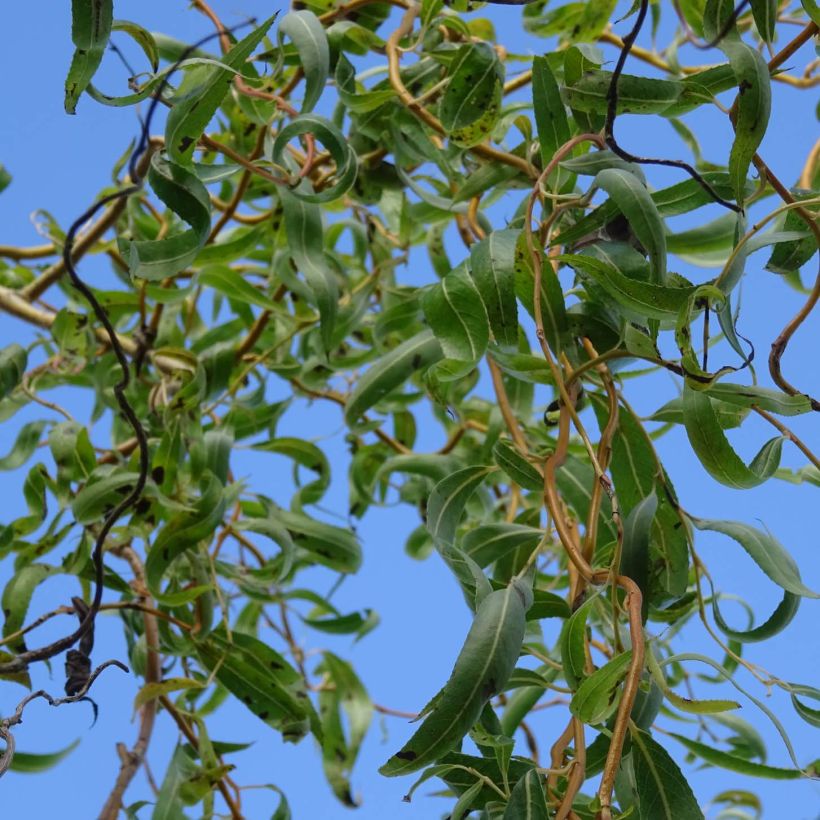 Lockenweide - Salix erythroflexuosa (Laub)