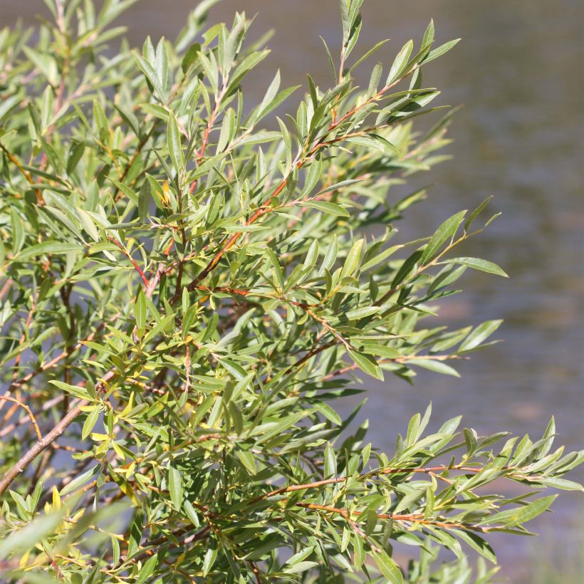 Koyoten-Weide - Salix exigua (Laub)