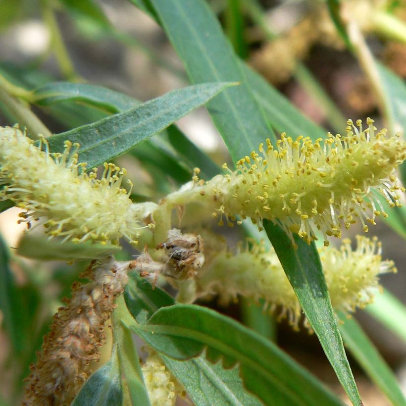 Koyoten-Weide - Salix exigua (Blüte)