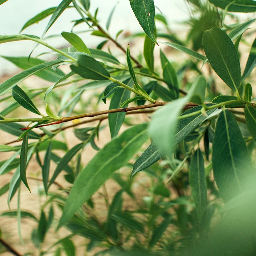 Bruch-Weide - Salix fragilis (Laub)