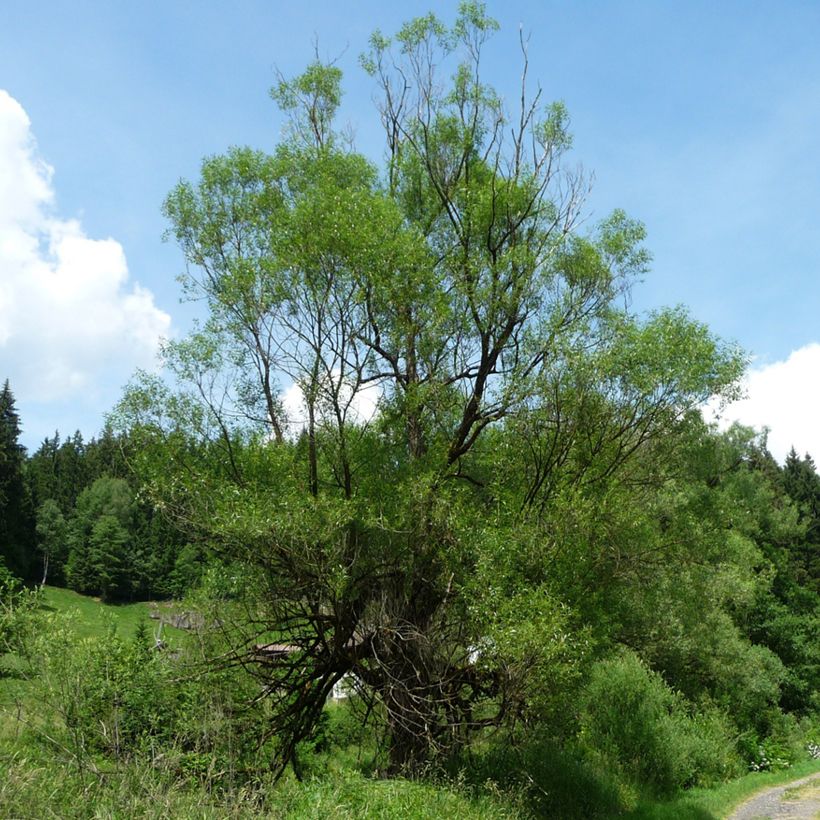 Bruch-Weide - Salix fragilis (Hafen)