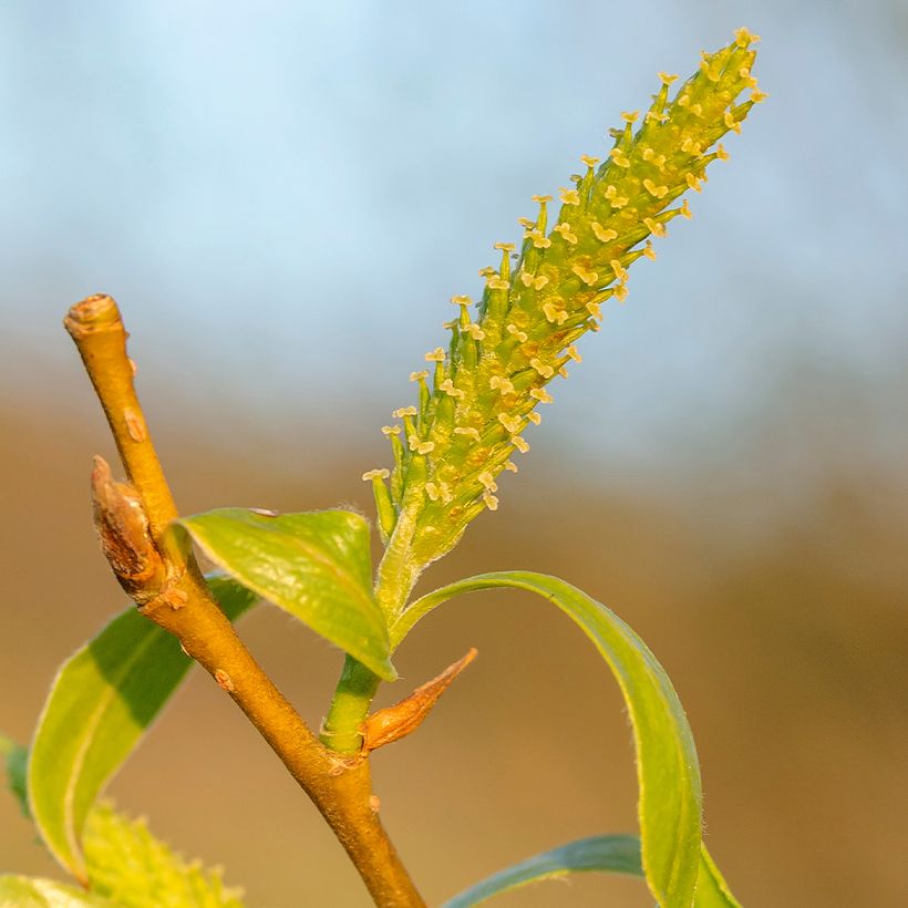 Bruch-Weide - Salix fragilis (Blüte)